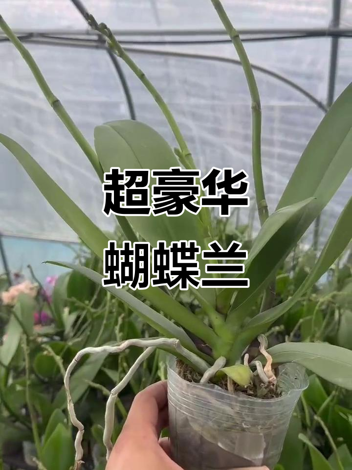 稀有蝴蝶兰品种,三花剑超贵气逼人!