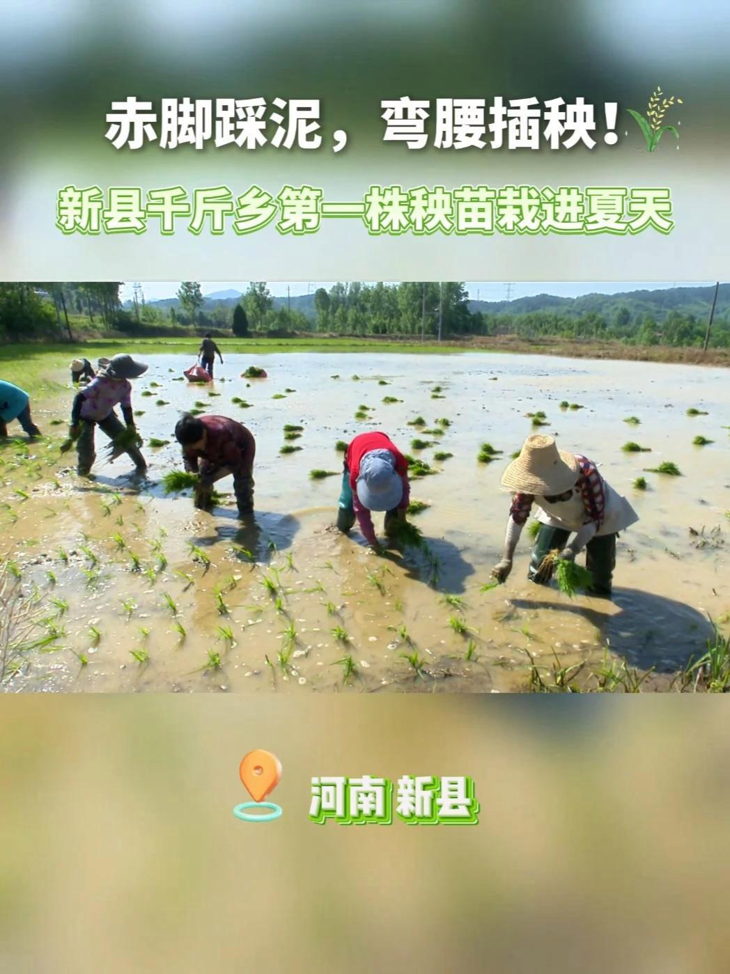 赤脚踩泥,弯腰插秧!新县千斤乡第一株秧苗栽进夏天~ 农民 插秧 信阳 插秧季节 农民种地不