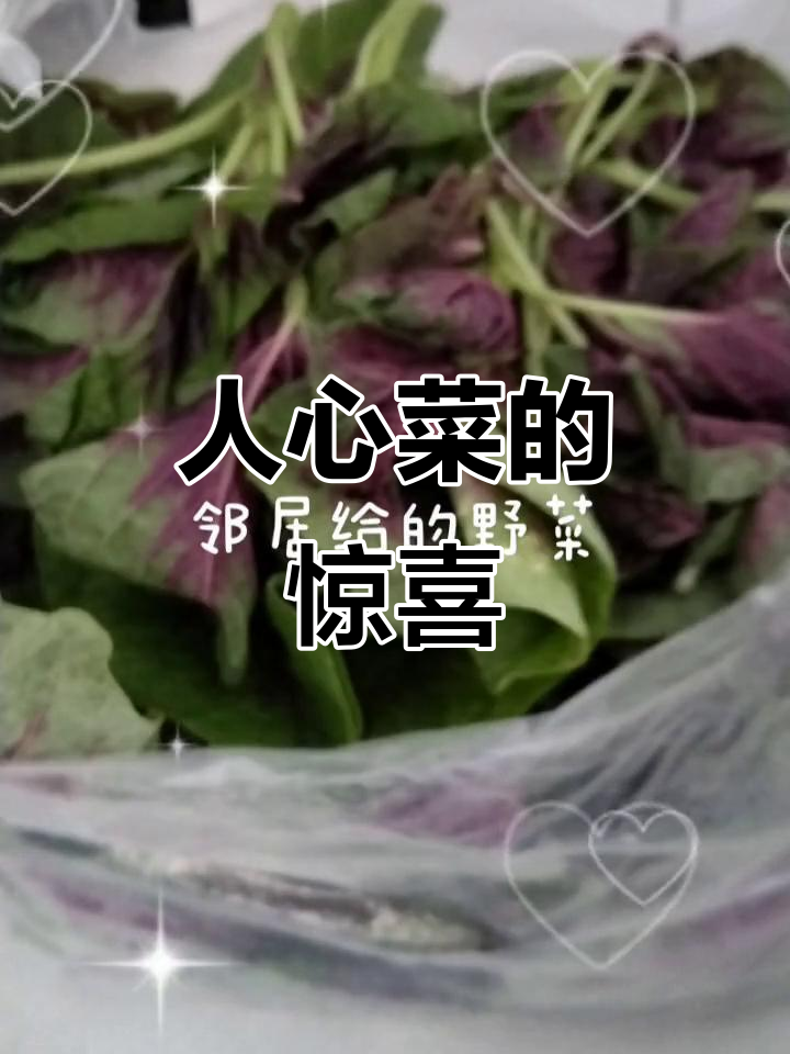 邻居送来紫色人心菜,焯水后颜色惊艳,营养丰富超赞!