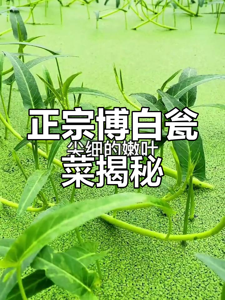 博白空心菜与普通品种大不同,独特鲜脆口感让人惊艳