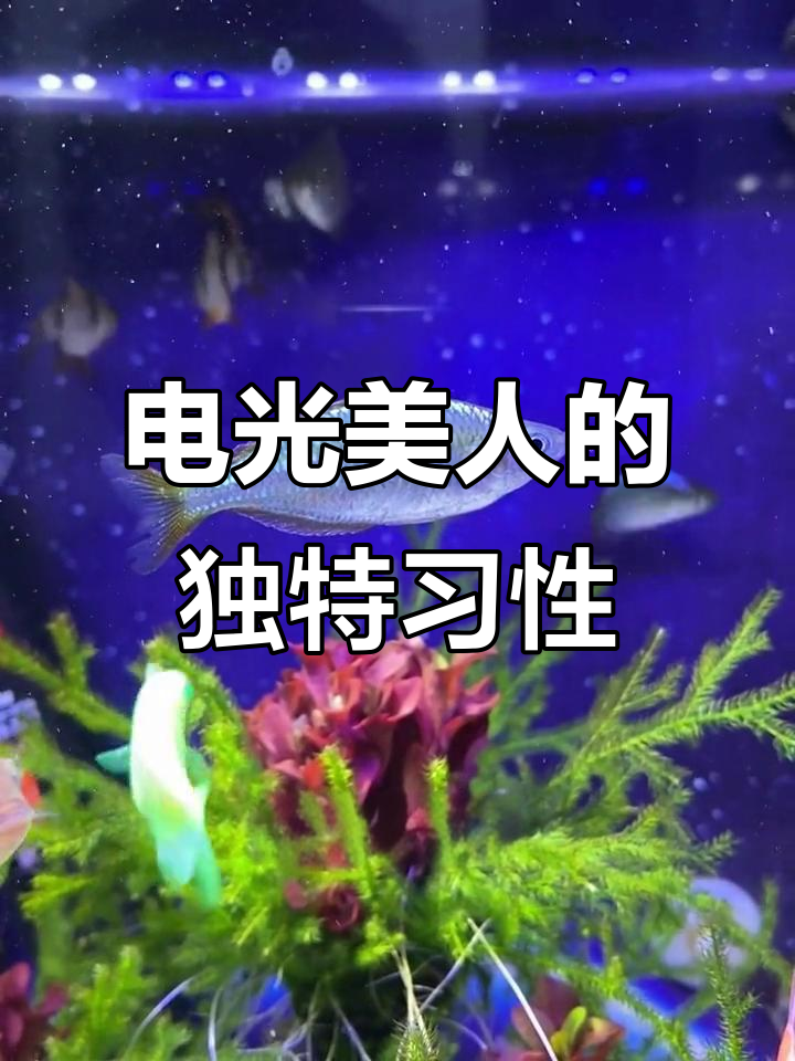 电光美人鱼游动优雅,不捕食虾或小灯鱼