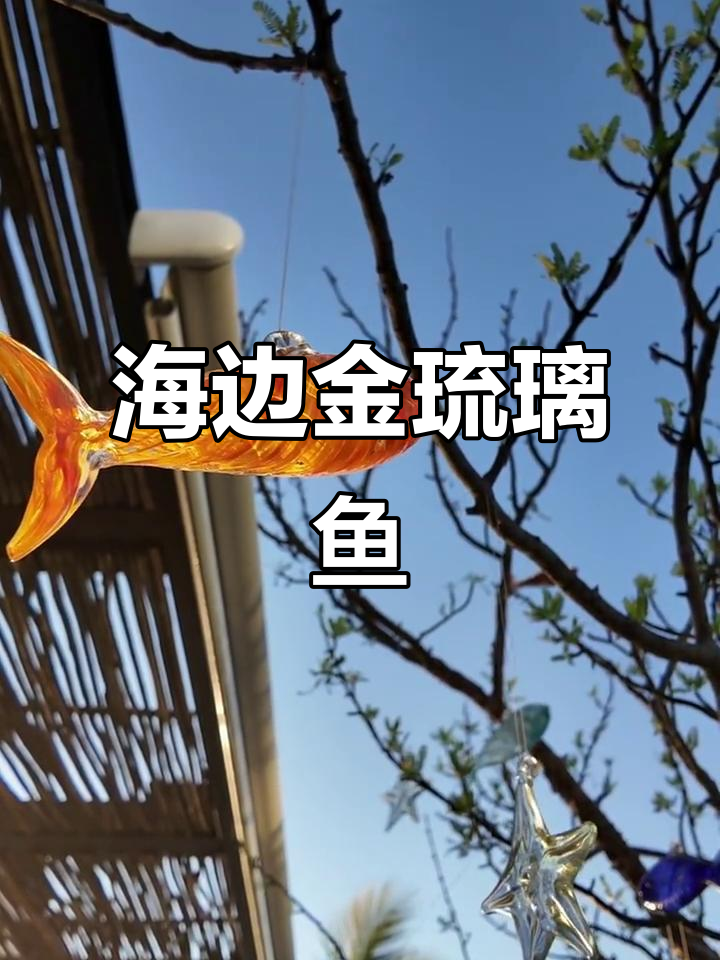 海边金色琉璃鱼,美丽如画