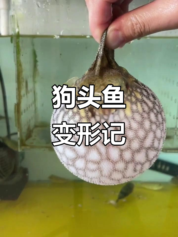麒麟狗头鱼大变身,眼睛消失变丑了!
