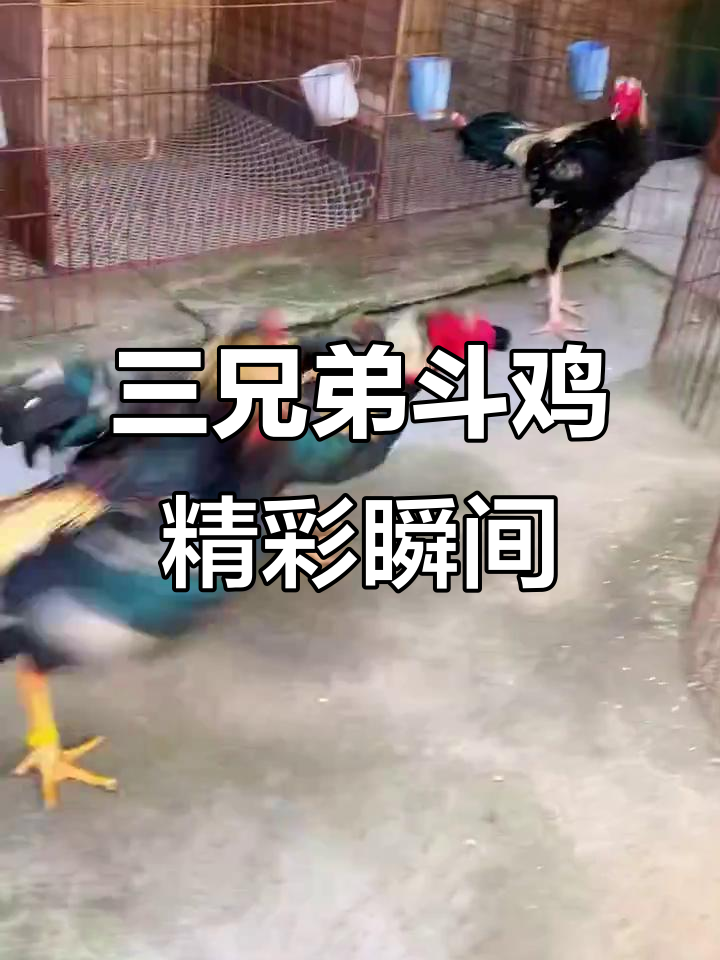 盖沙三兄弟斗鸡大比拼,激烈场面让人捧腹