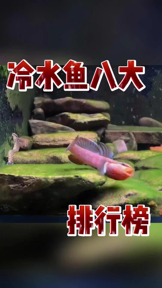 冷水鱼八大排行榜