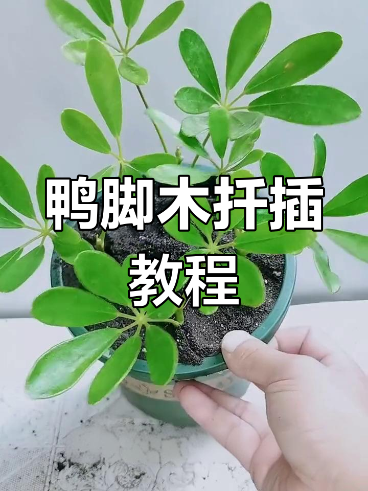 鸭脚木扦插技巧,轻松成活!
