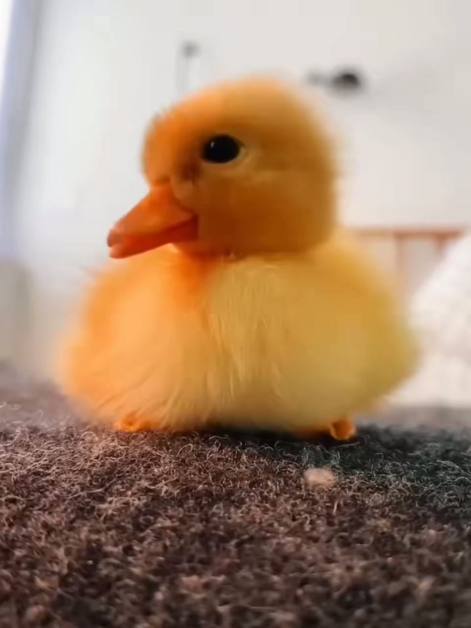 男人意外捡到小黄鸭带回家，它过上让人羡慕的生活！