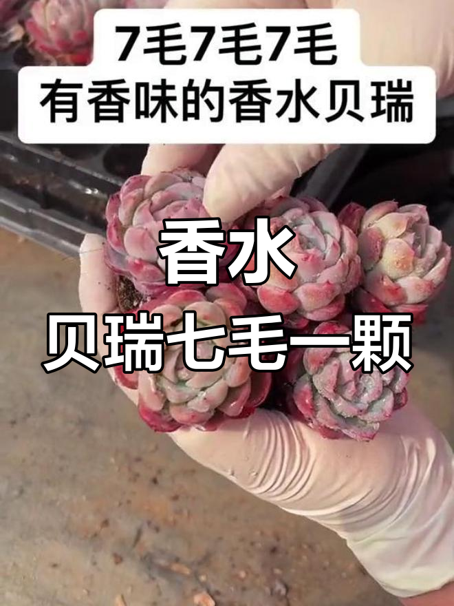 胭脂贝瑞多肉,香气四溢的包子状植物