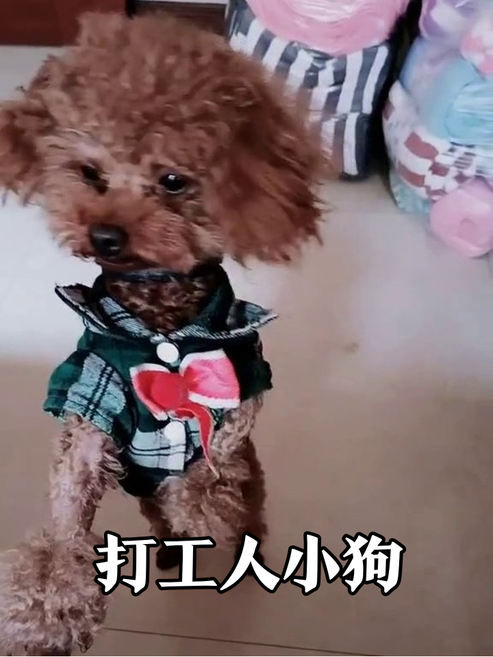 穿衬衫打领带的小狗,这被迫营业的样子像极了周一的我