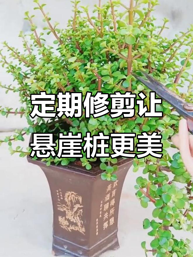 悬崖桩造型修剪秘诀,越剪越旺