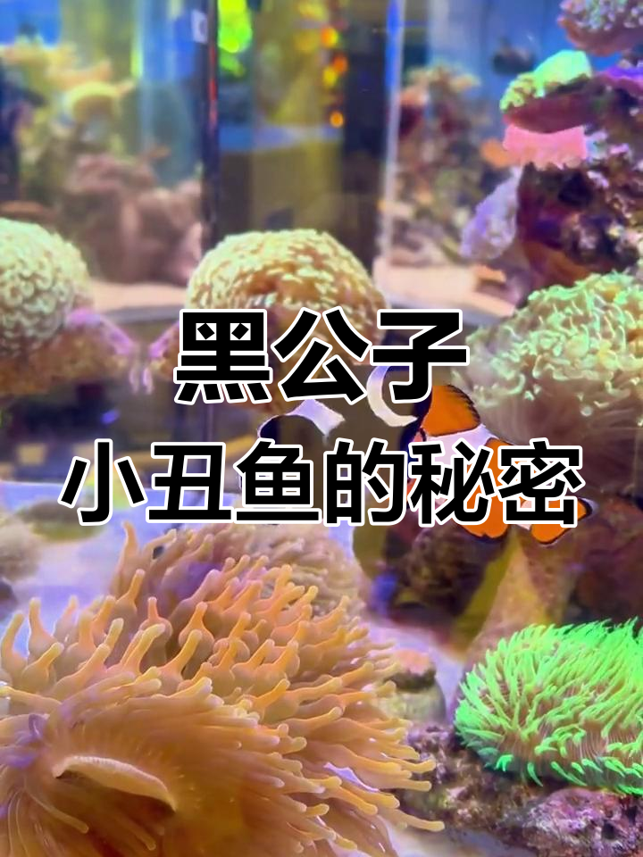 澳洲黑公子小丑鱼:从橙白到黑白,揭秘成长变化