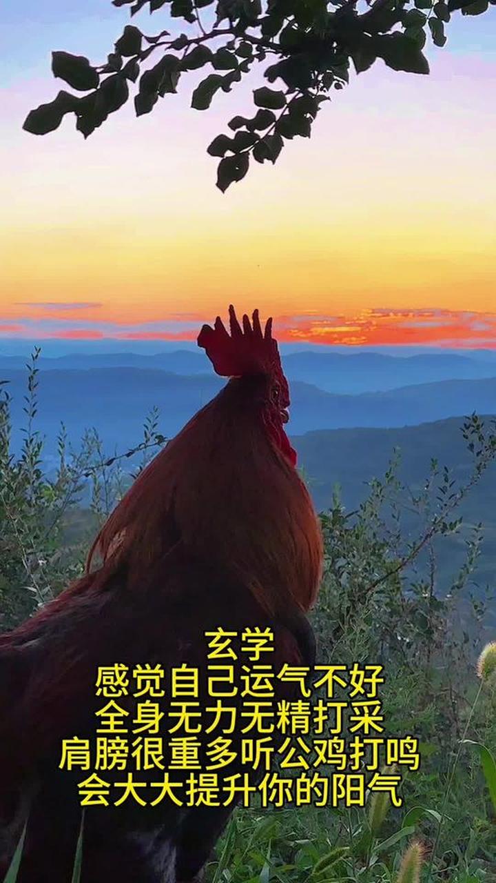 聆听原声公鸡打鸣,感受万物有灵的三农世界