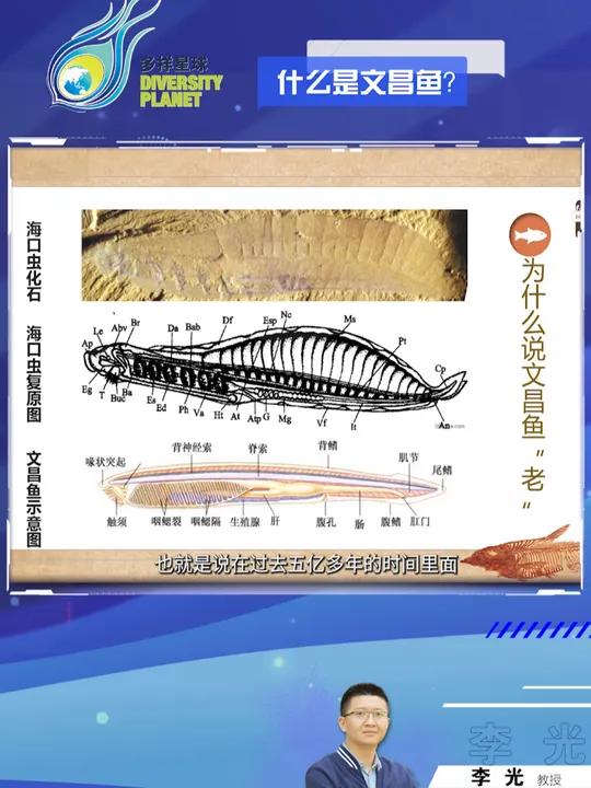 「科学微课堂·11」什么是文昌鱼