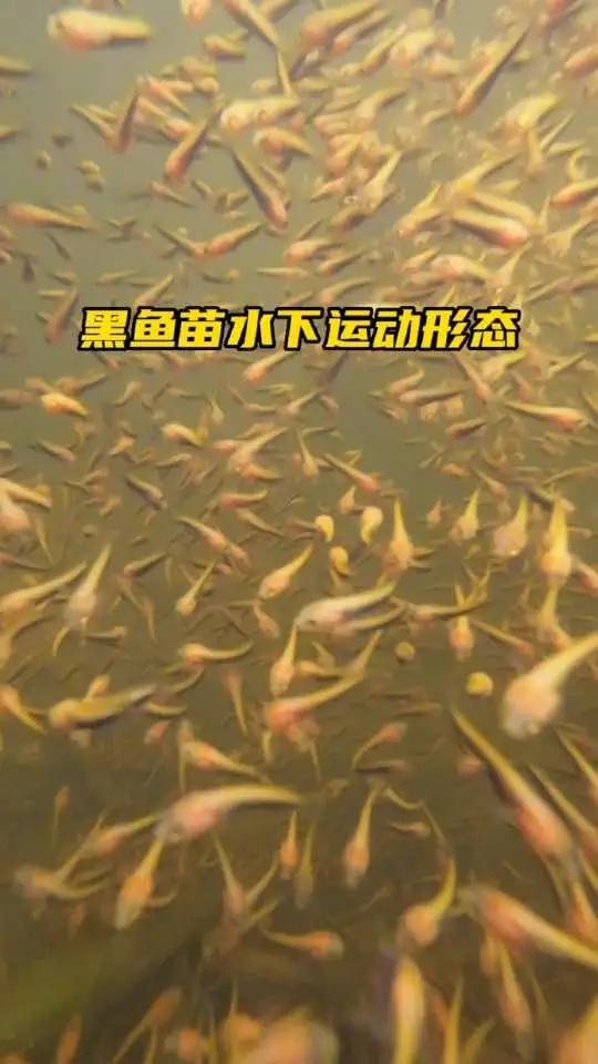 黑鱼苗颜色的变化:刚孵出的仔鱼呈灰黑色带棕黄色,体前段膨大,后部细小,运动力微弱。孵化当天