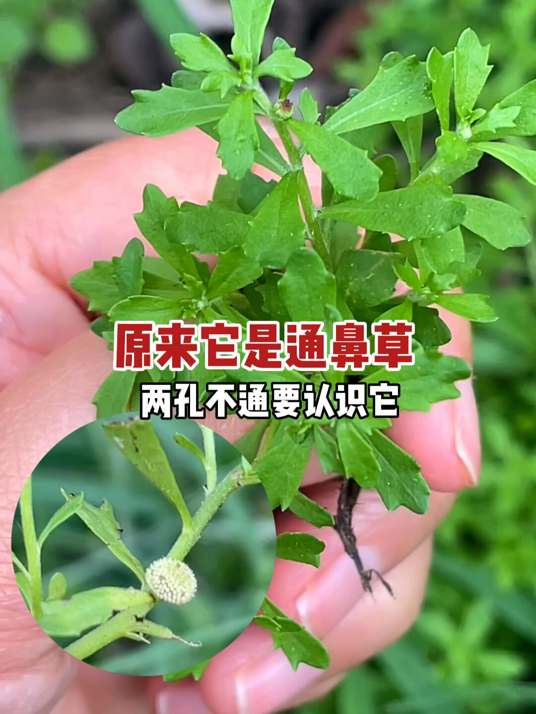 鹅不食草:看似不起眼杂草植物还是中药材