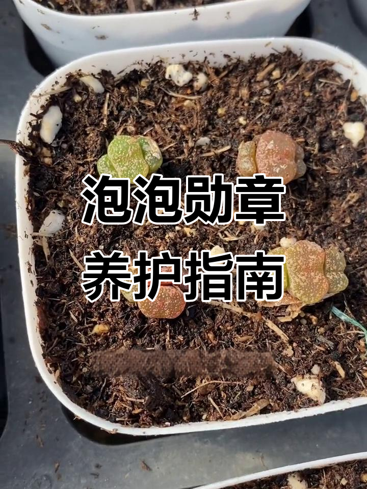 泡泡勋章:多肉植物中的热门品种,轻松养护开花