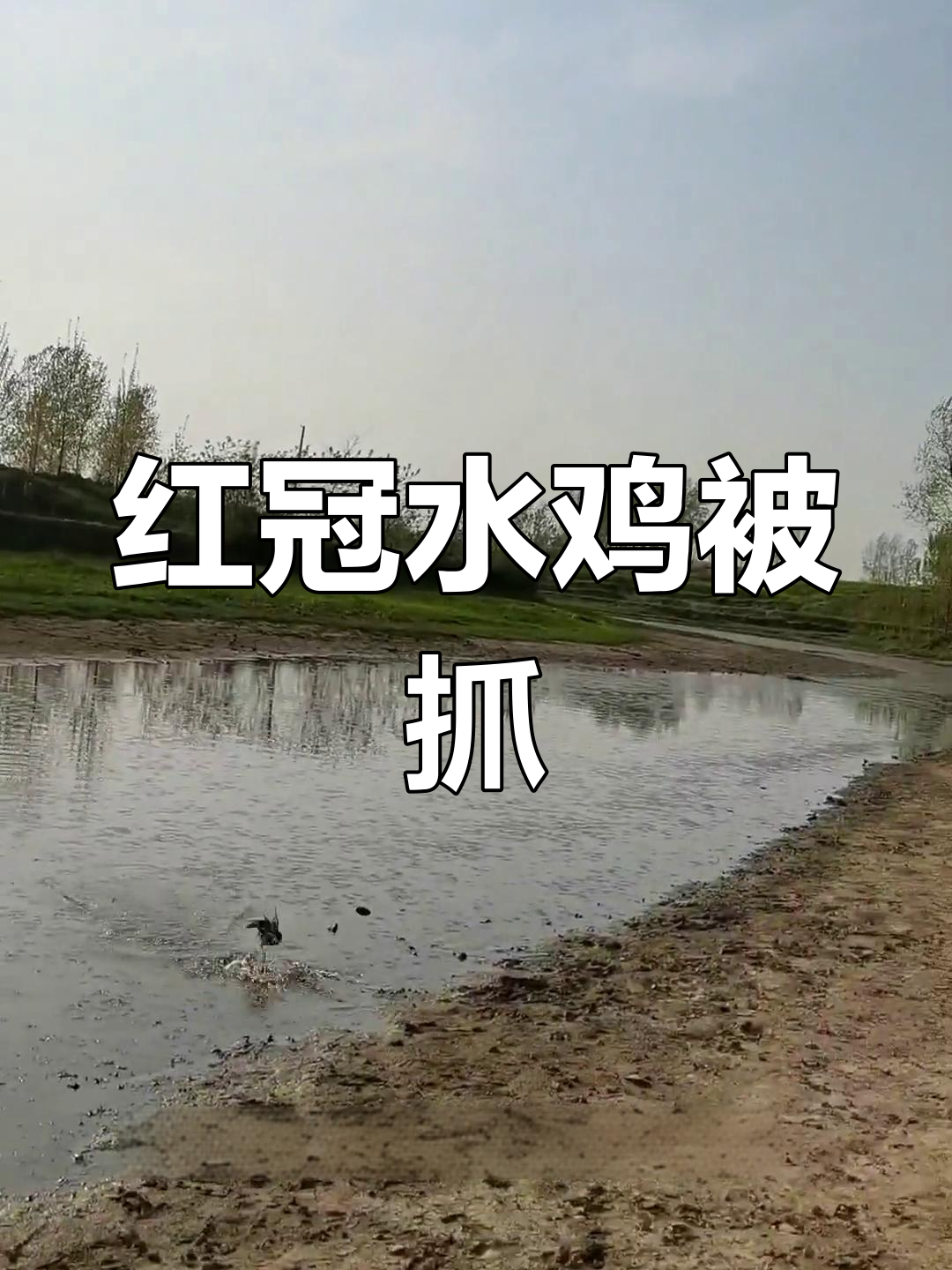 误打红冠水鸡,国家二级保护动物