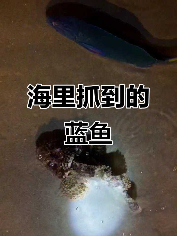 蓝色海鱼大揭秘,你见过吗?