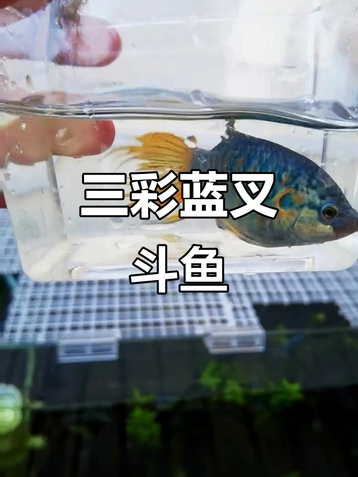 巨普蓝叉斗鱼,蓝色黄色红色三色彩搭配,超美尾巴!