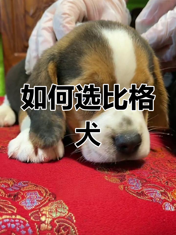 比格犬的独特魅力与挑选技巧