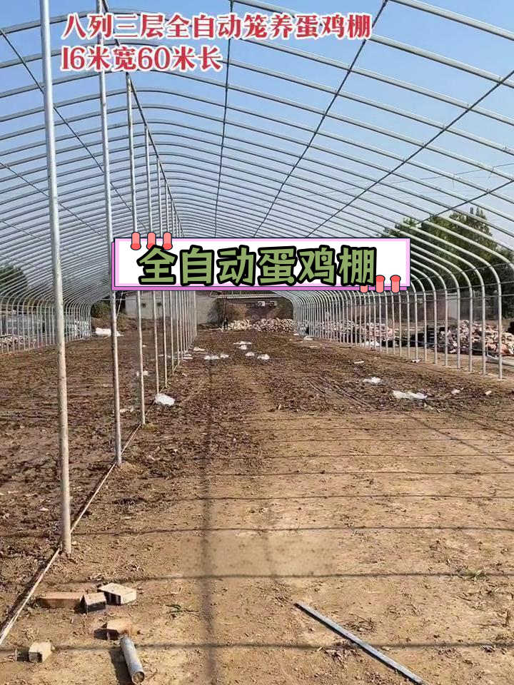 1.5万只蛋鸡养殖大棚设计,三层八列可抗压