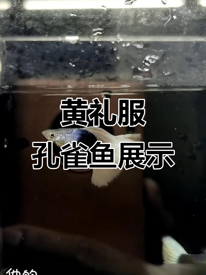 珍稀黄礼服孔雀鱼,粗切线与高对比度完美呈现