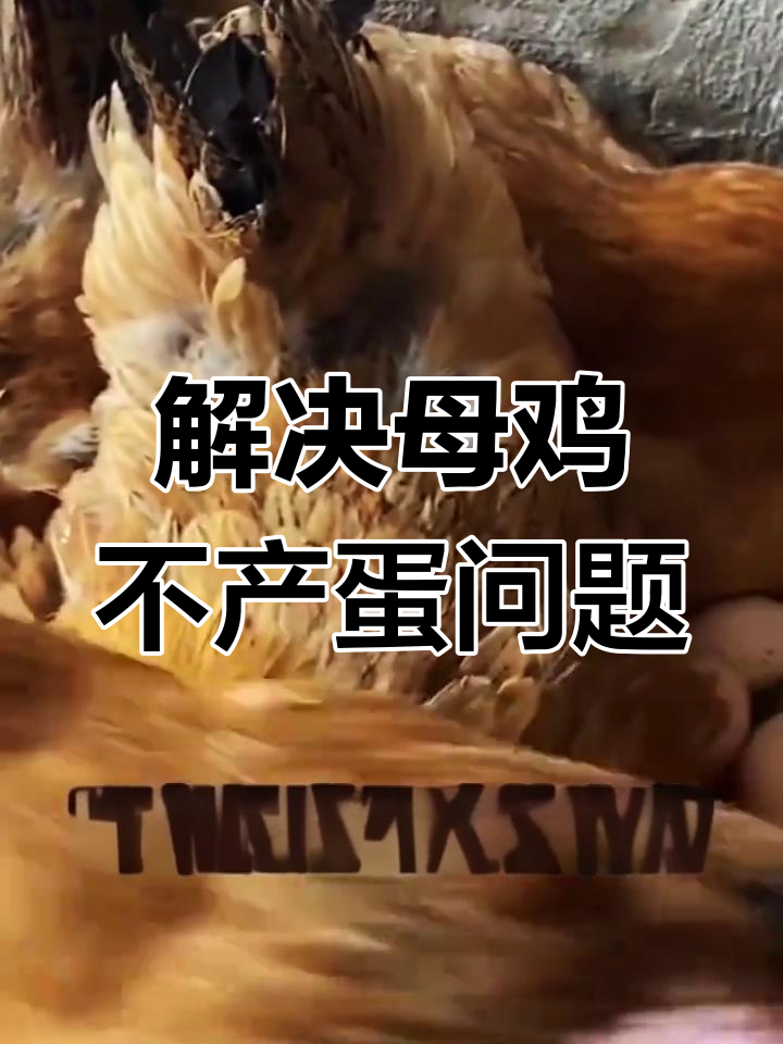 冬季母鸡不下蛋?这些原因和解决方法你得知道