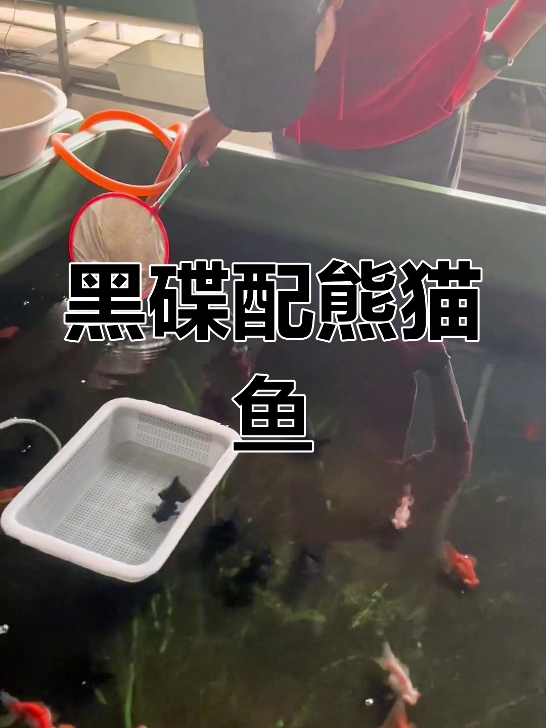 武汉蝶尾熊猫金鱼挑选实录