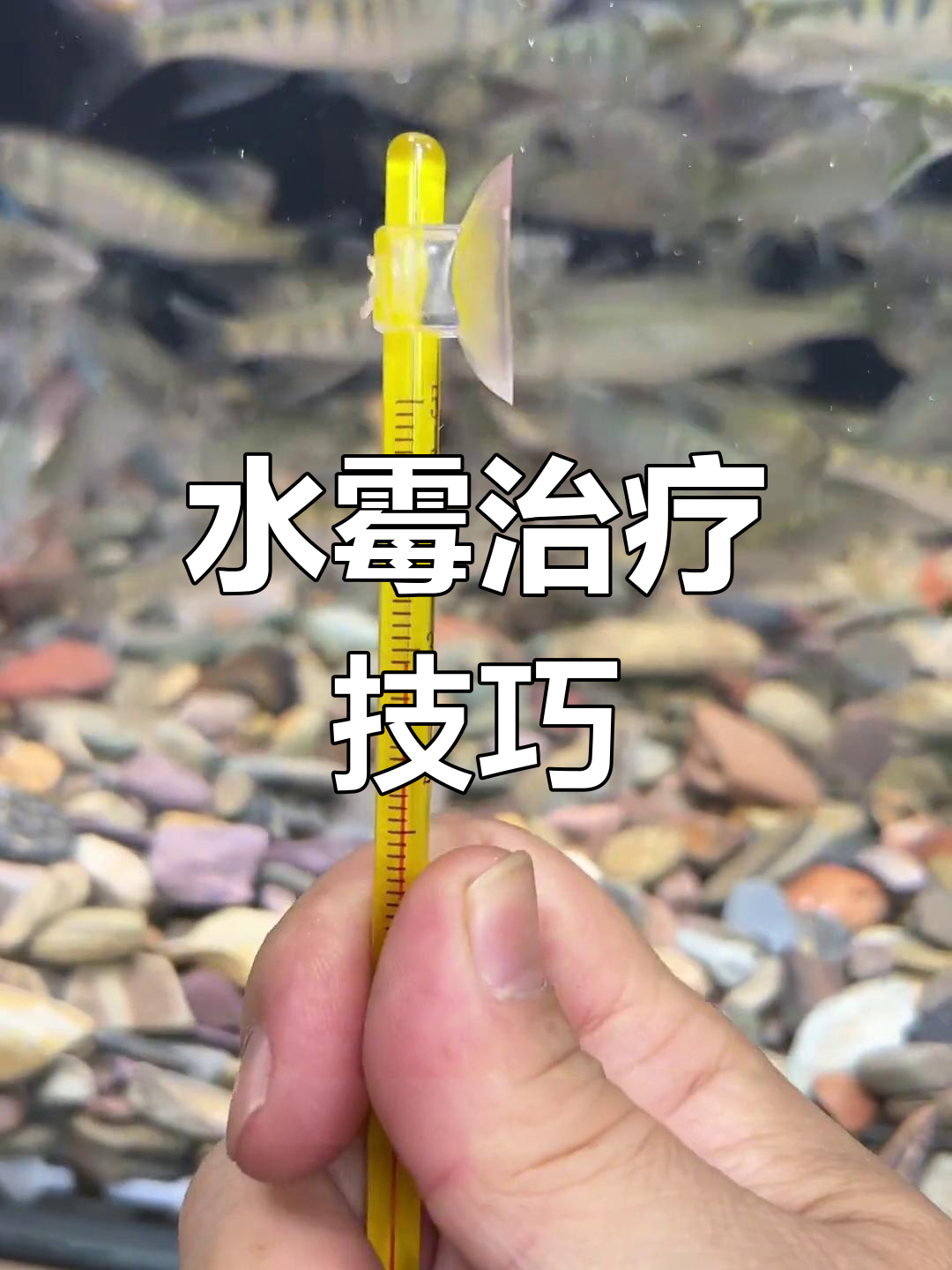 鱼缸水霉治理四法