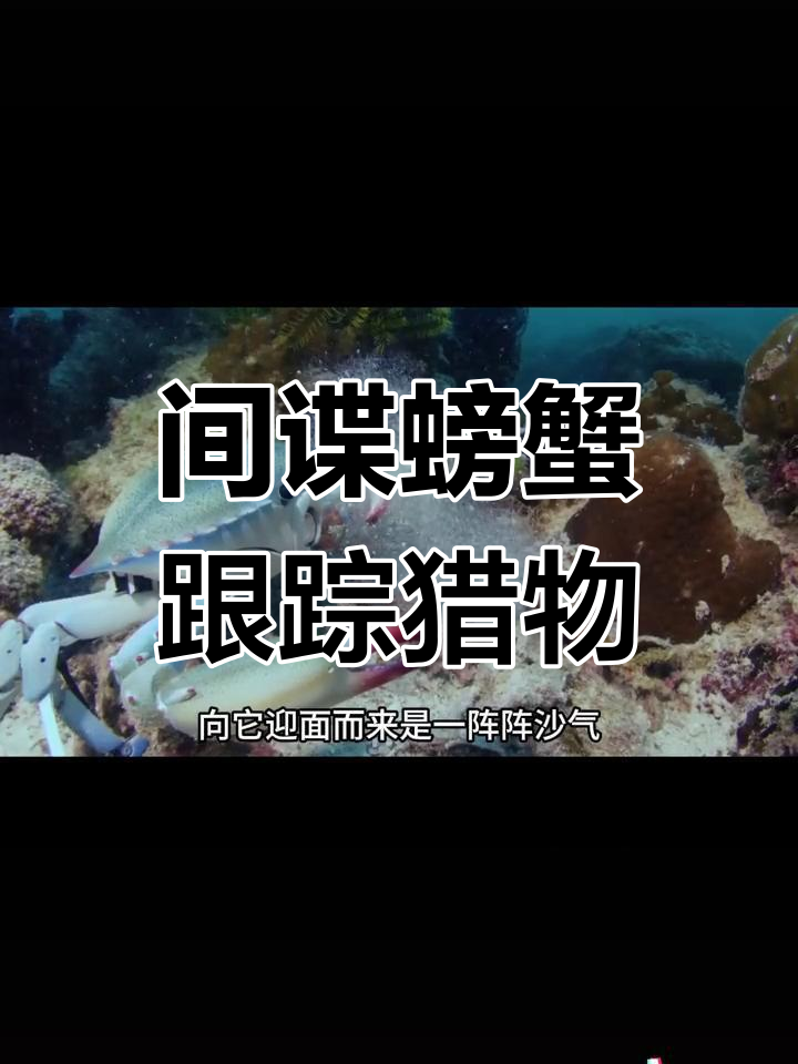 间谍螃蟹偷拍螳螂虾捕食全过程