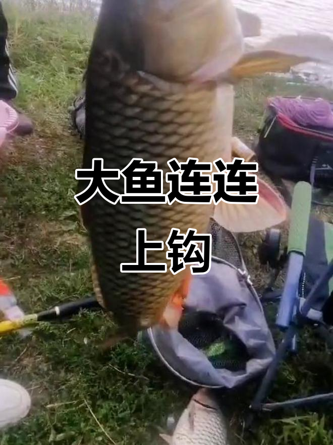 夜钓大鱼,15斤起步!