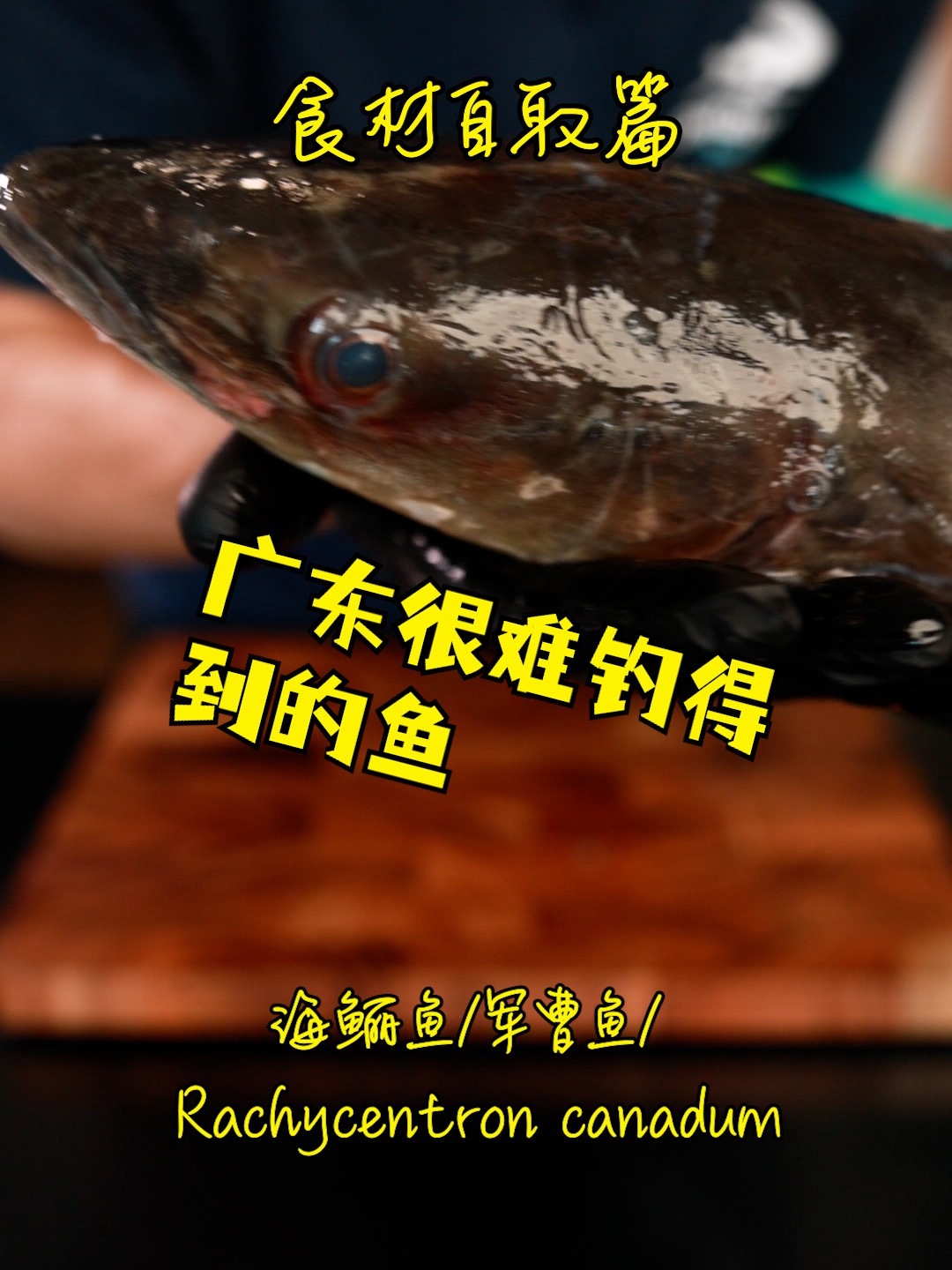 广东经济价值高的鱼:海鲡,军曹鱼,懵仔鱼