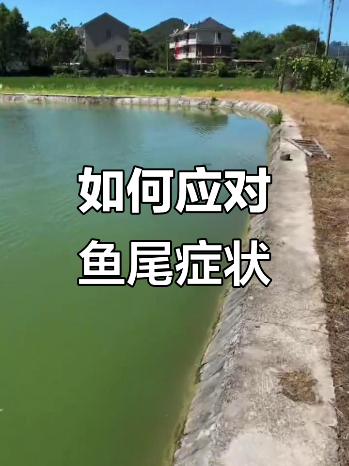 鱼尾巴朝上头下,如何判断原因及处理技巧