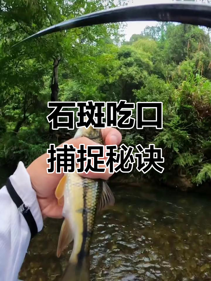 溪流钓石斑技巧：如何精准抓口，掌握三刺鱼捕捞方法