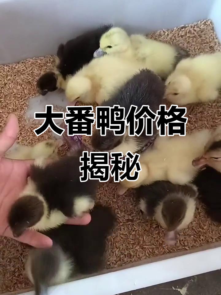 4元大番鸭,公母价格差异大,谁更贵?