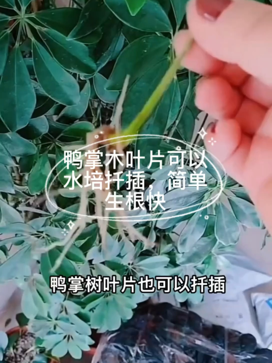 鸭掌木叶片也可以水培扦插,简单成活率高