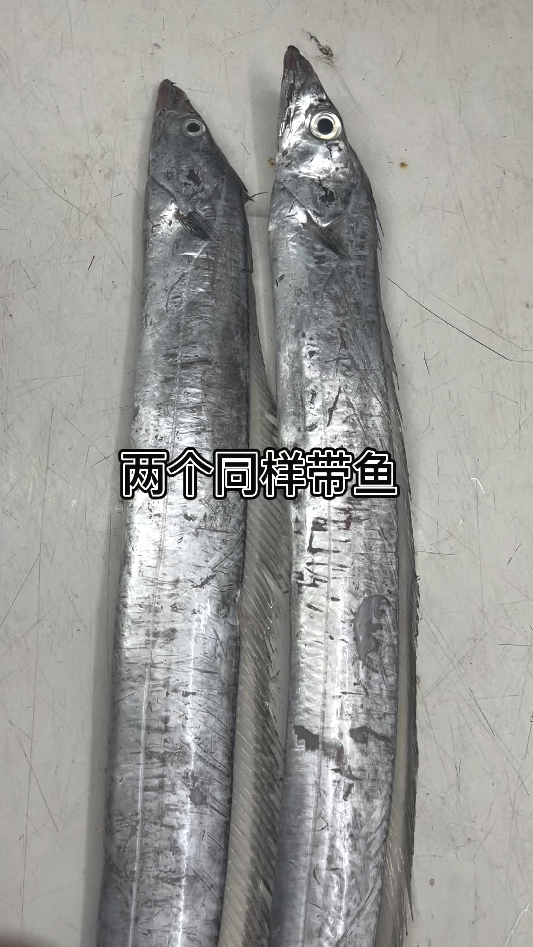 带鱼不是所有都叫小眼睛油带小眼睛油带左和东海带鱼右厚度上小眼