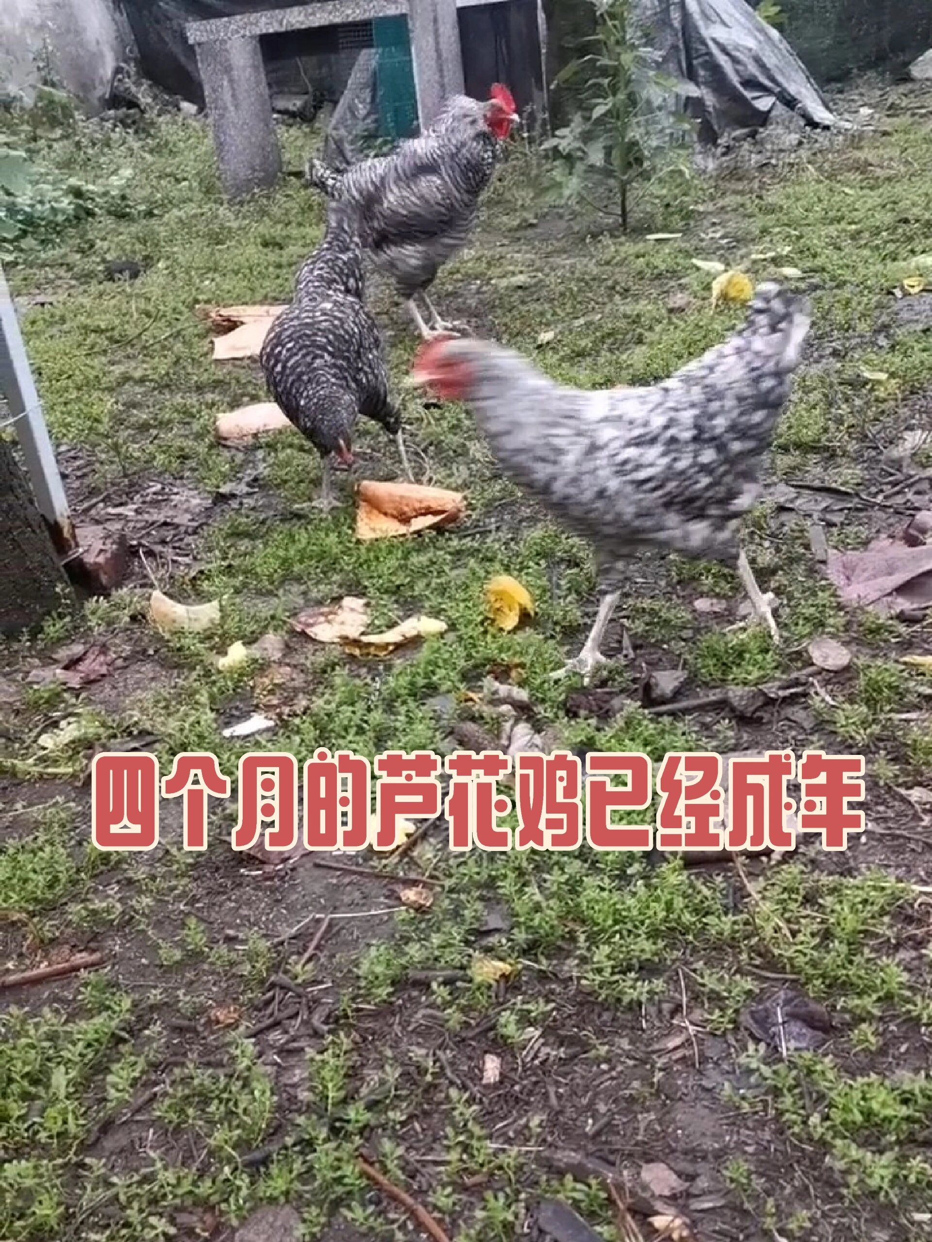 芦花鸡是土鸡的一个品种