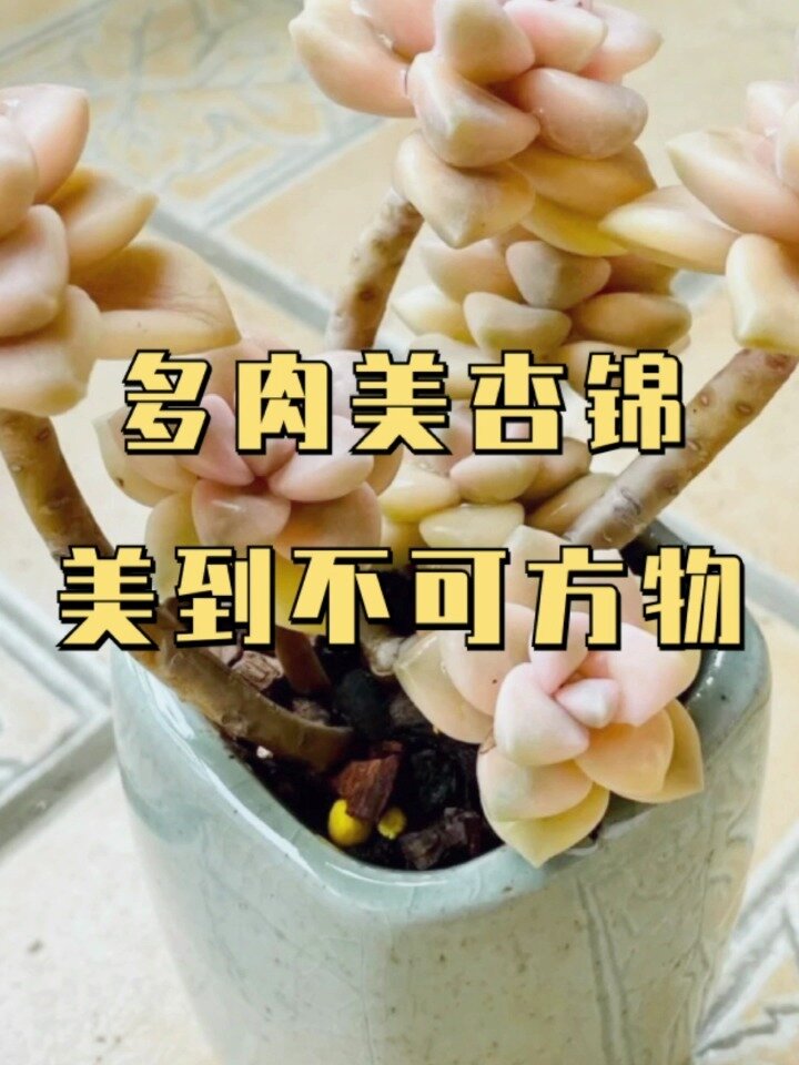 一款逆天颜值的多肉——美杏锦!