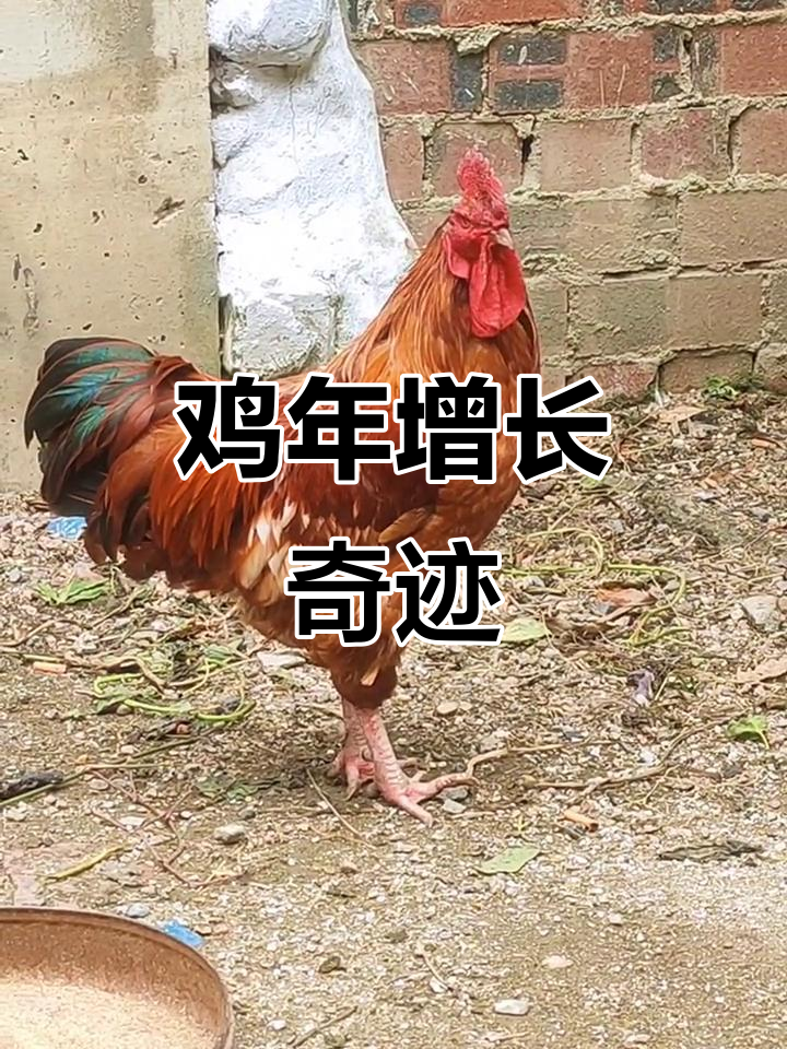 “超顺”挑战,湖北鸡一年增重4.5斤,感谢支持!