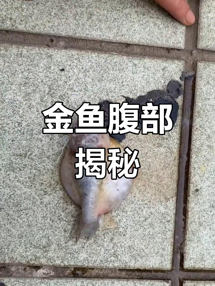 揭开金鱼腹水谜团,探索肚子里究竟藏着什么!