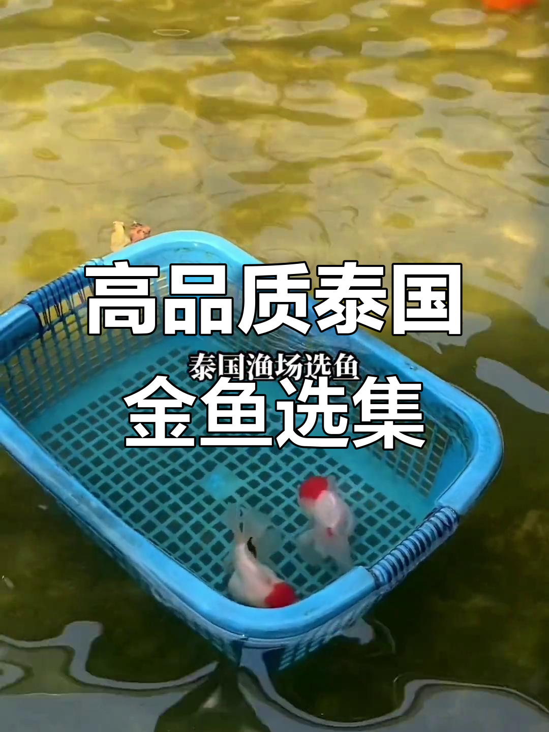 泰国金鱼大揭秘：精选高品质绣球与纯黑品种