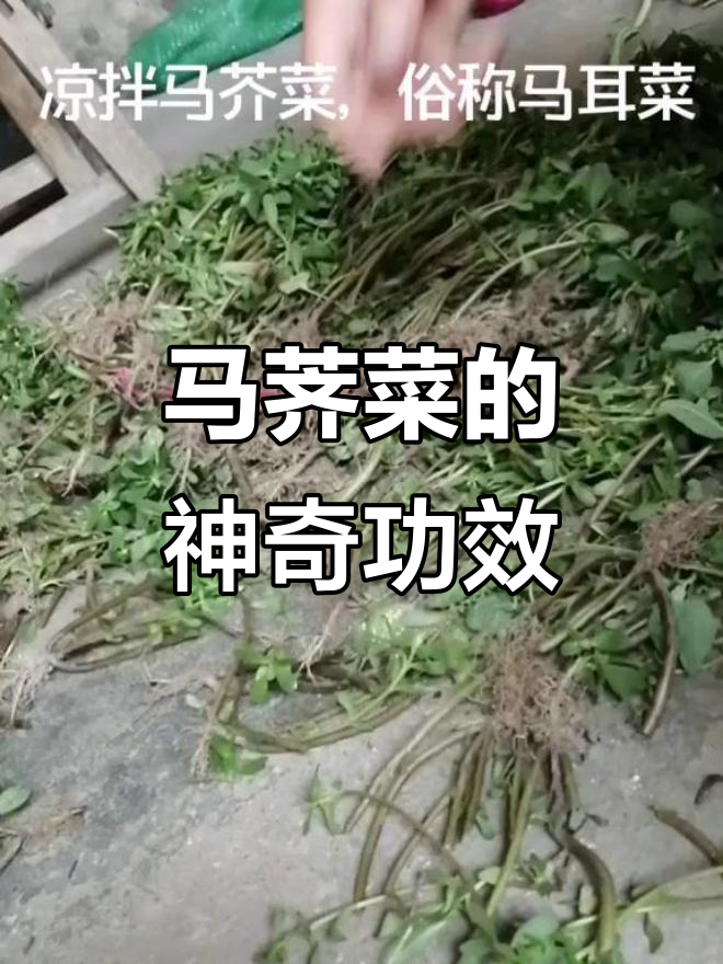 马荠菜：清肝明目、消肿利尿，消炎杀菌全搞定