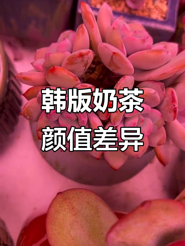 韩版奶茶大比拼,有些丑得不敢买