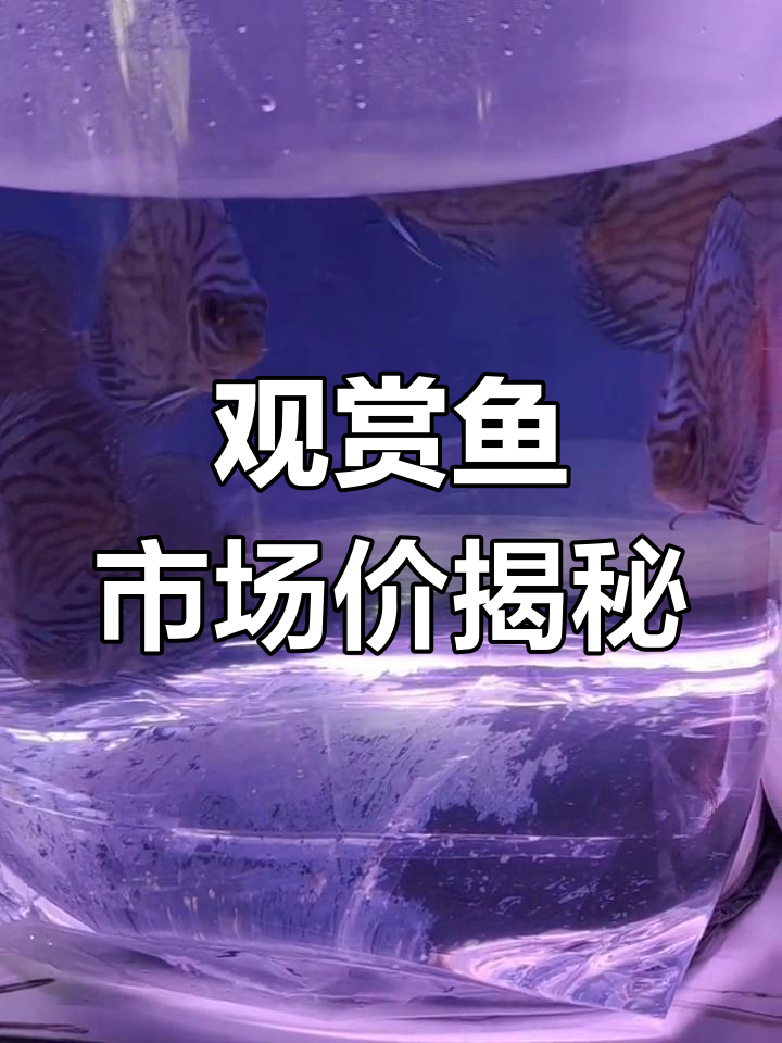 七彩神仙鱼、红尾招财等观赏鱼的批发价格解析