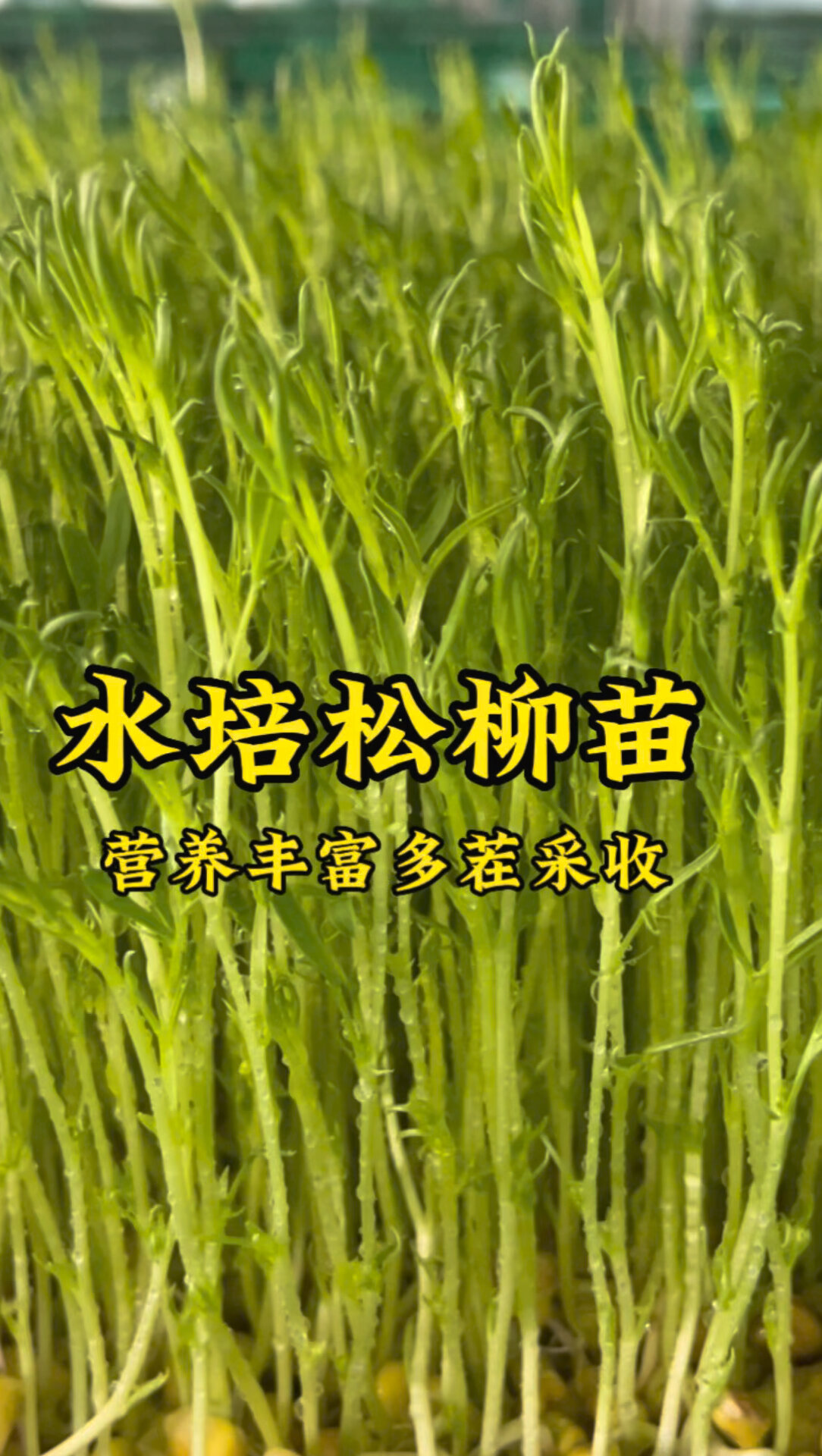 营养丰富的松柳苗,喜欢的自己自己种起来
