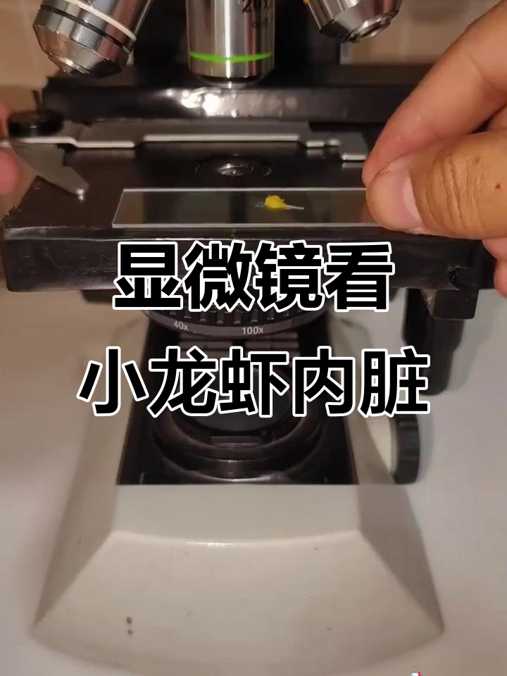 小龙虾体内藏着的惊人秘密，显微镜下细菌与寄生虫全曝光