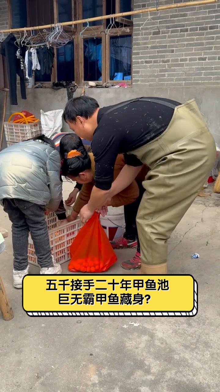 五千接手二十年甲鱼池,巨无霸甲鱼藏身?