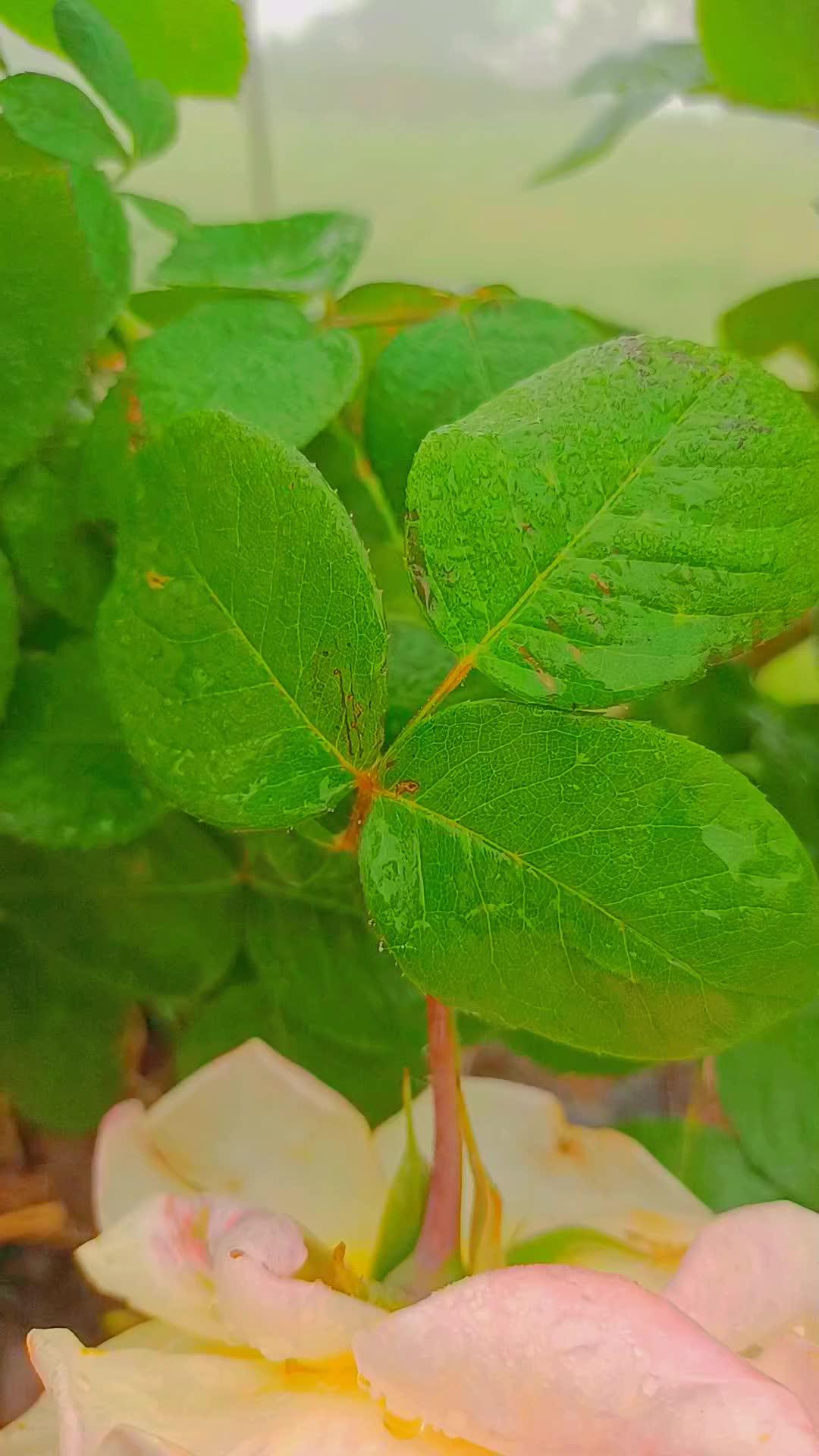回到老家农村,看路边的花开花落,小麦抽穗,油菜结子,治愈了一颗游子的心 上热门 农村生活 