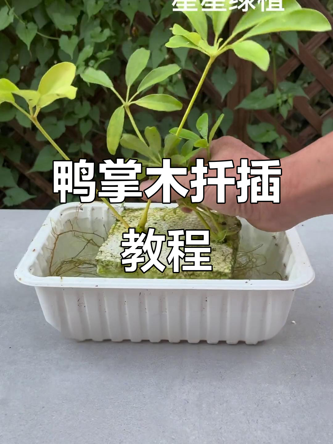 鸭掌木扦插技巧,轻松学会水培生根法